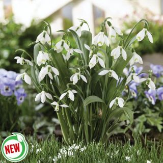 Snow Fox Snowdrop Thumbnail